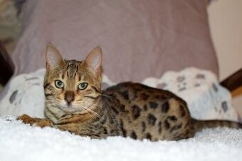 bengálská kočka - kocourek