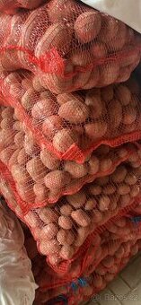 Brambory na uskladnění