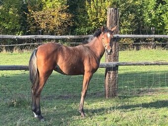 Klisnička s 75% arabské krve