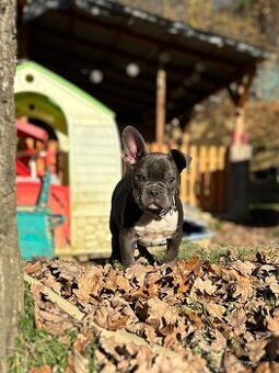 Francouzský buldoček