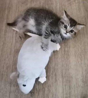 Britská  zlata koťátka kotata kočka