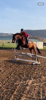 Hodná klisna do hobby sportu nebo rekre