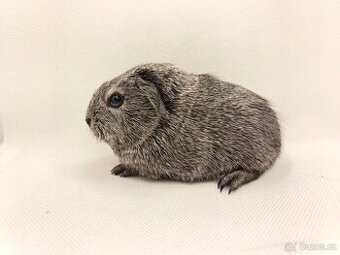 Morče vánoční miminka s PP