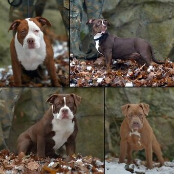 American bully - ch.s. Family Muscle Bullies