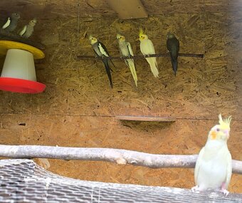 Prodám andulky a korely