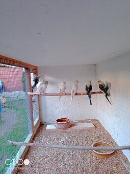 Andulky vlnkované mutace blackwing 2.1