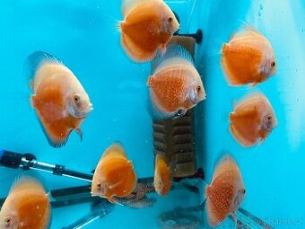 Terčovci - discusy RED VALENTINE