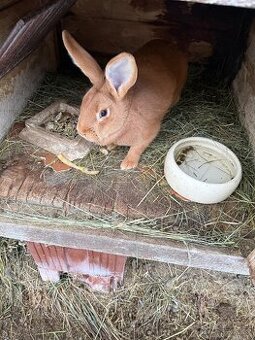 Burgundský králík