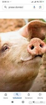 Doma vykrmené prase