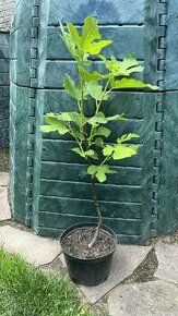 Mrazuvzdorné Fíkovníky