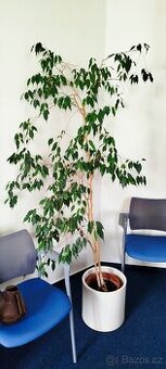 Fikus benjamin