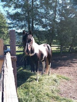 Aph, American paint horse, valach,qh