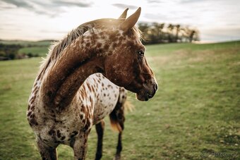 PŘIPOUŠTĚNÍ ZCELA UNIKÁTNÍM BAY PLEMENNÝM HŘEBCEM APPALOOSA