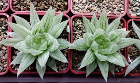 Haworthia cv. Marble ( sukulent )