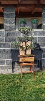 Bonsai, bonsaj