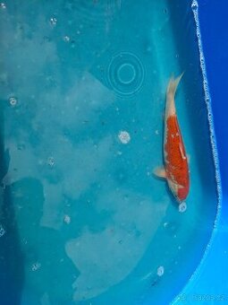 Koi kapr - 1