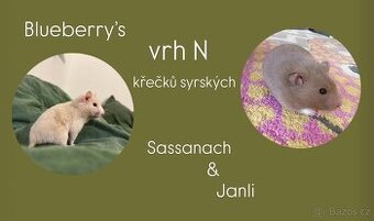 Křeček syrský/ zlatý