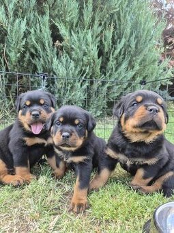 Šteniatka Rottweilera,Rotvajler s PP na predaj 🐾