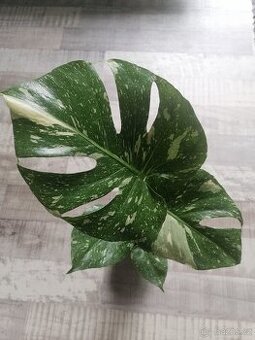 Monstera Thai Constellation