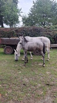 Starokladrubska klisna