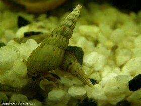 Piskořka Věžovitá - akce