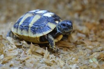 Malé suchozemské želvy + plně vybavená terária