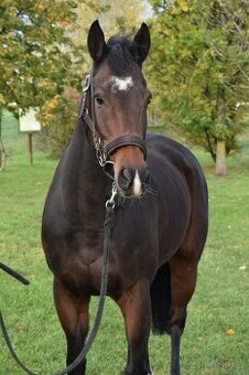 Rabbit Requinto, 7letý valach A1/1 na prodej