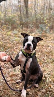 LUCKY K ADOPCI - jemný, přátelský mazel