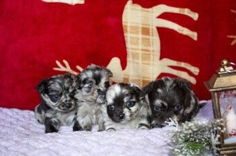 Luxusní štěňátka čivavy