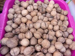 Prodám ořechy r.2024