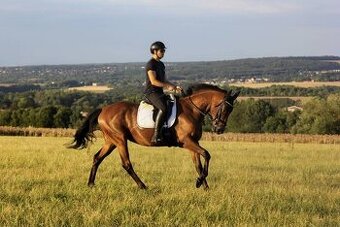 Všestranný 7 letý valach do sportu - 1