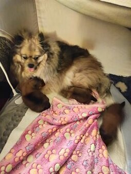 Německý špic malý