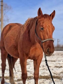 Qh valach po AP Royal Bar