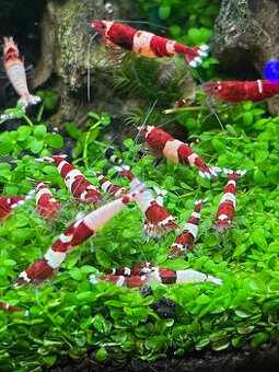 Caridiny Cantonensis-sp Taiwan RED Barevně atraktivní