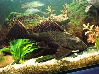 Ancistrus