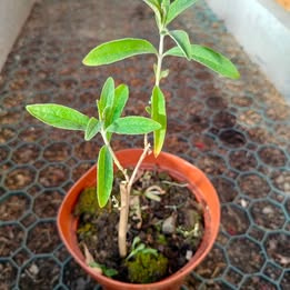 Motýlí keř (Komule, Buddleia Davidii), zakořeněný výhon