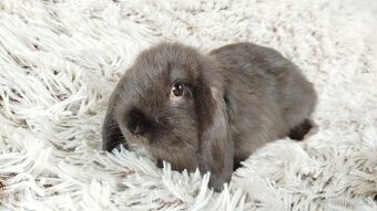 Zakrslý beránek, králíček, králík - PEGAS