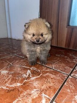 Pomeranian