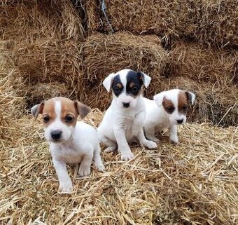 Jack Russell teriér