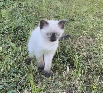 Ragdoll koťátka