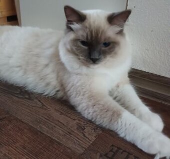Kocourek blue mitted s PP