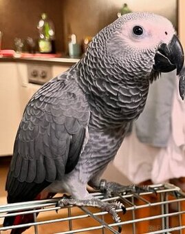 Prodám 3,5 měsíční samici papouška Žako Kongo