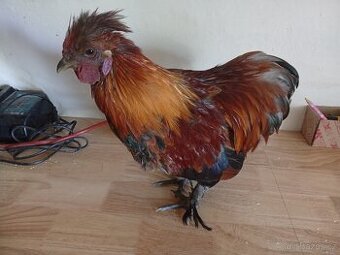 Kohouti Hedvábničky, kočinky