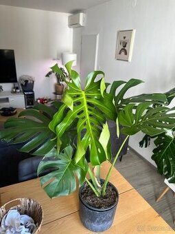 Monstera Delisiosa více ks