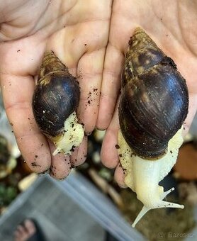 Achatina / africký šnek / oblovka - lisachatina fulica