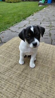 JACK RUSSEL TERIÉR