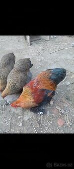 Zdrobnělá Brahmánka kohout