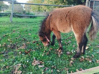 Minihorse hřebeček k rezervaci