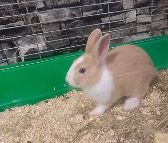 Prodám zakrslého králíčka