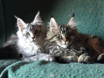 Mainská mývalí sPP